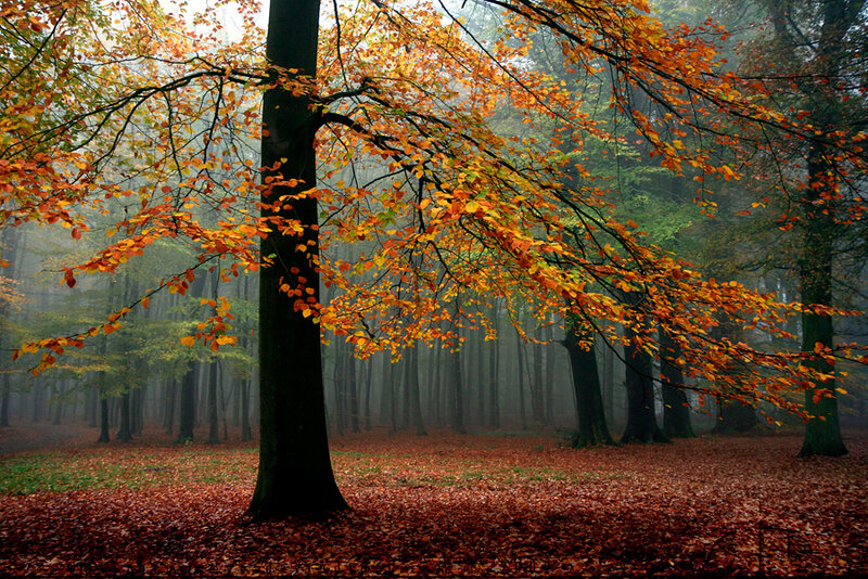 Autumn forest with mist