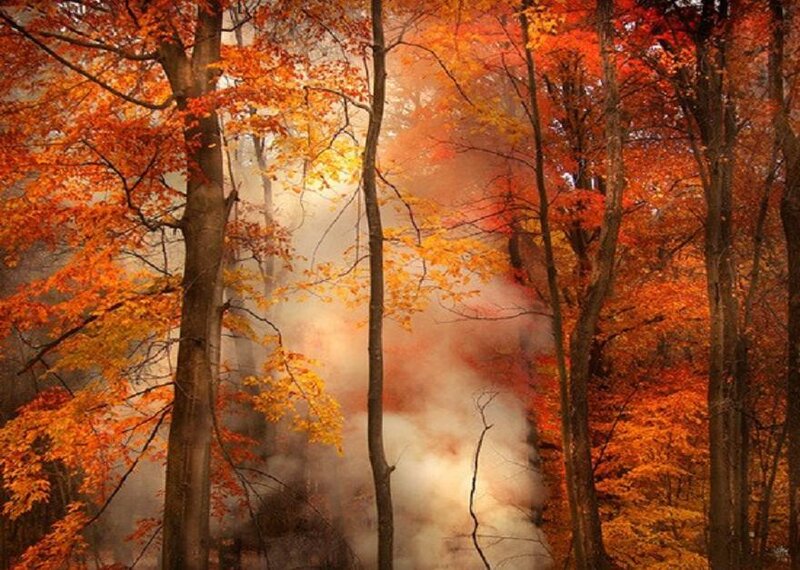 Autumn forest with mist