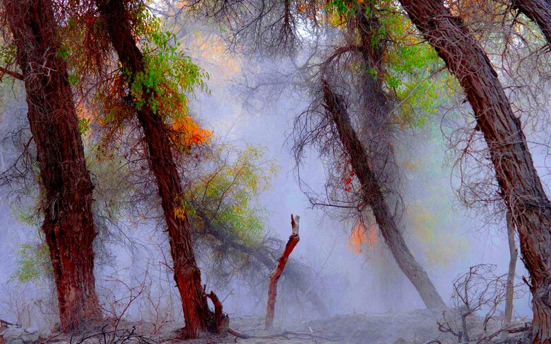 Autumn Forest with Mist — Green, Misty, Photograph