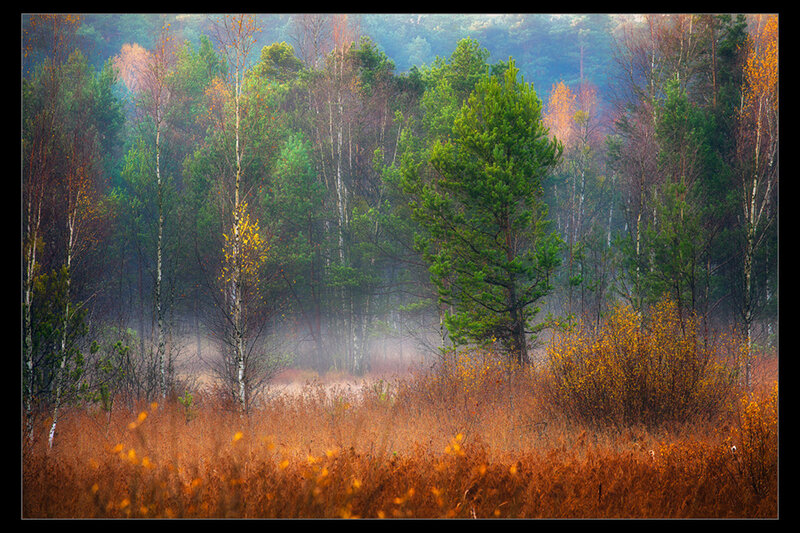 Autumn Forest with Mist — Green, Misty
