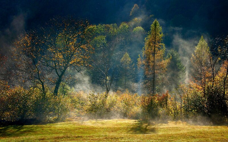 Autumn Forest with Mist — Green