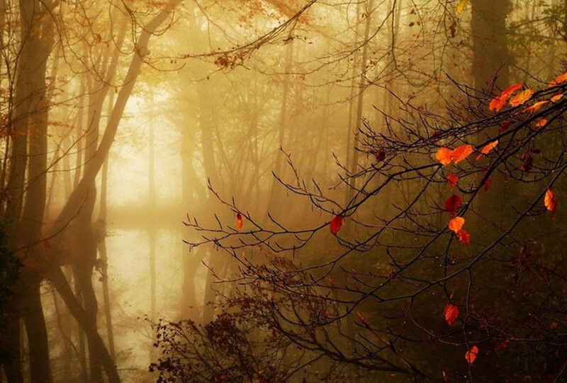 Autumn Forest with Mist — Orange, Serene