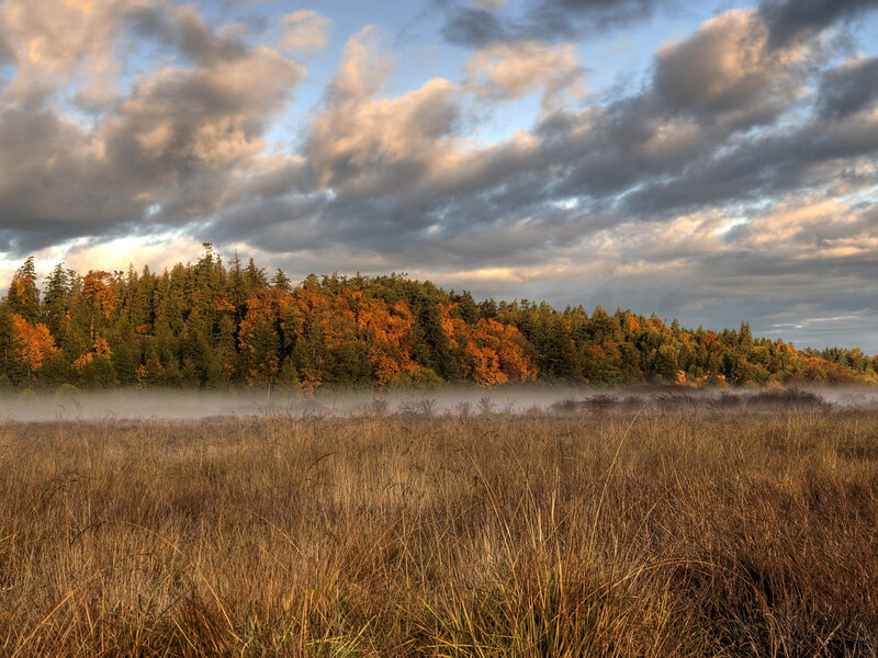 Autumn Forest with Mist — Orange