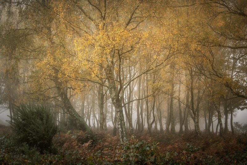 Autumn Forest with Mist — Yellow