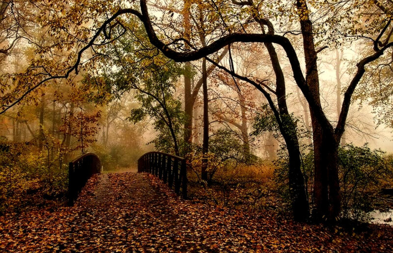 Autumn forest with misty bridge