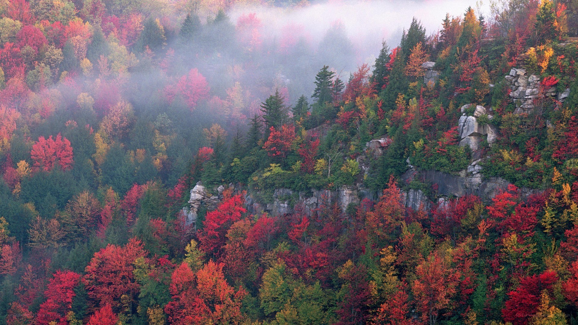 Autumn forest with misty cliffs