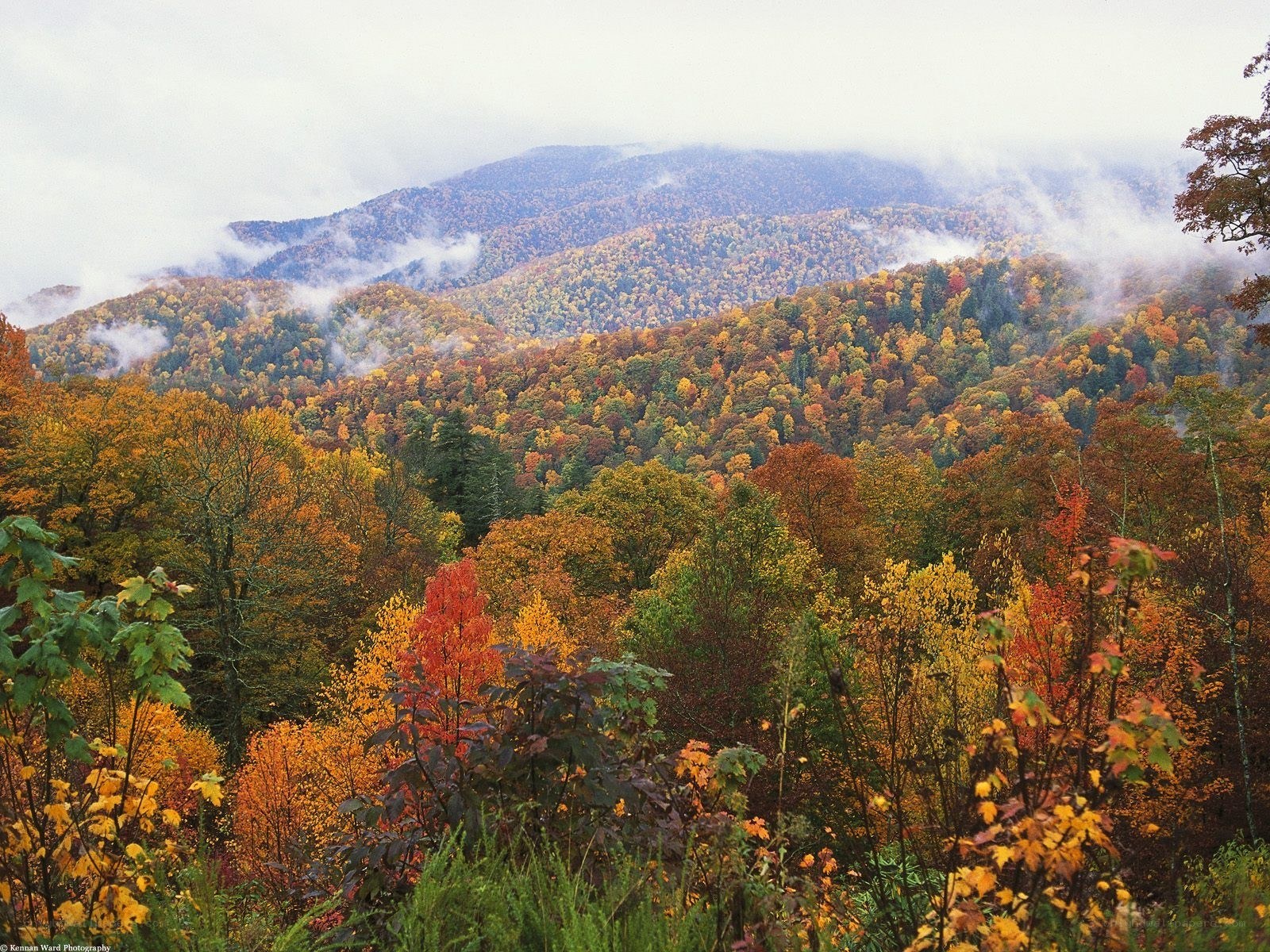 Autumn forest with misty mountains