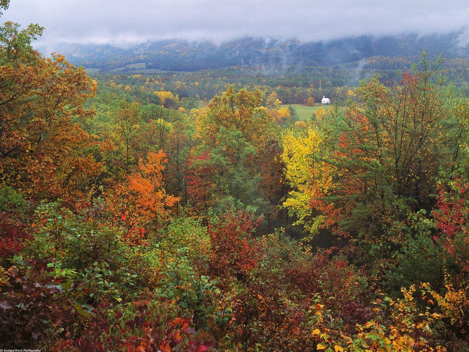 Autumn forest with misty mountains
