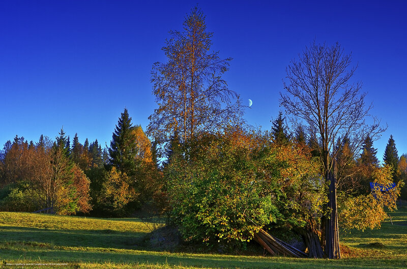 Autumn forest with moon