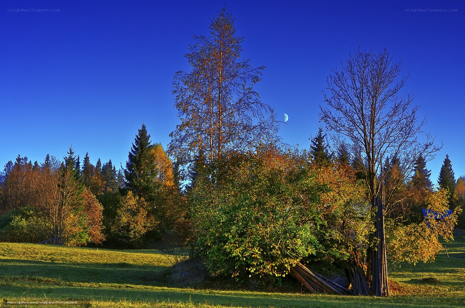 Autumn forest with moon