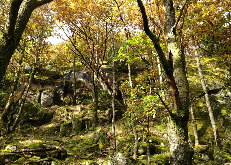 Autumn Forest with Moss