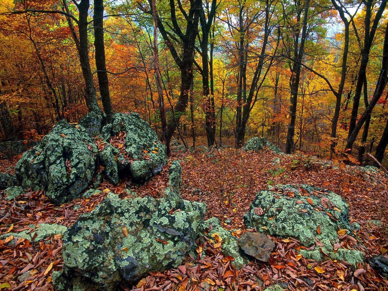 Autumn forest with mossy rocks