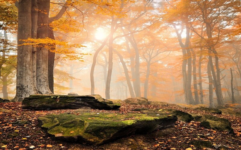 Autumn Forest with Mossy Rocks — Orange, Serene