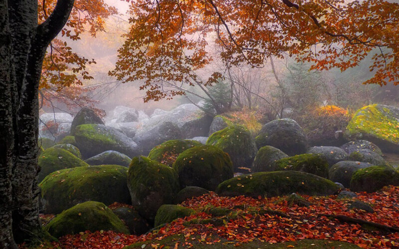 Autumn Forest with Mossy Rocks — Orange