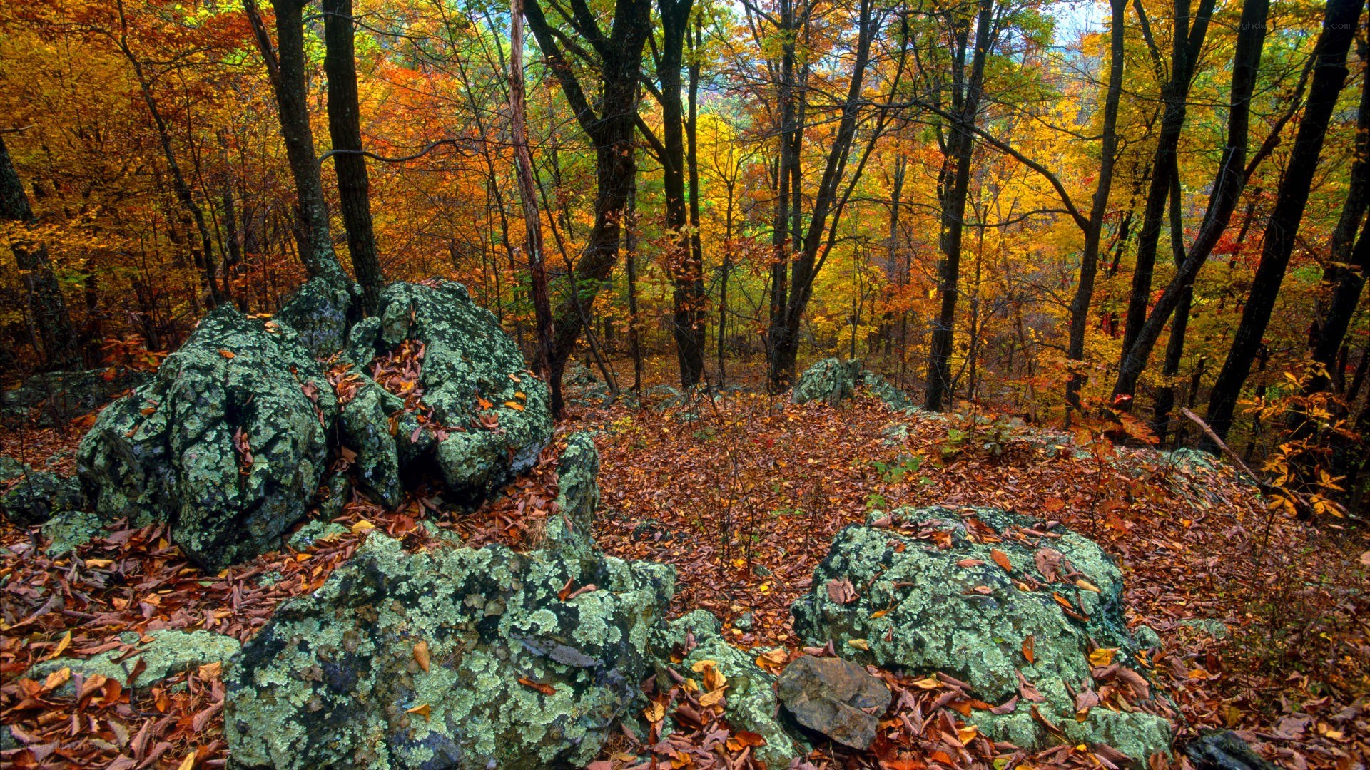 Autumn forest with mossy rocks