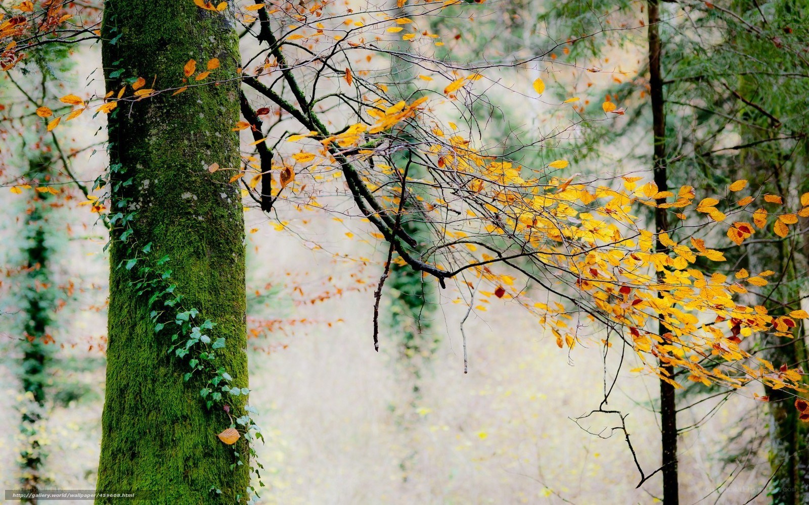 Autumn forest with mossy tree