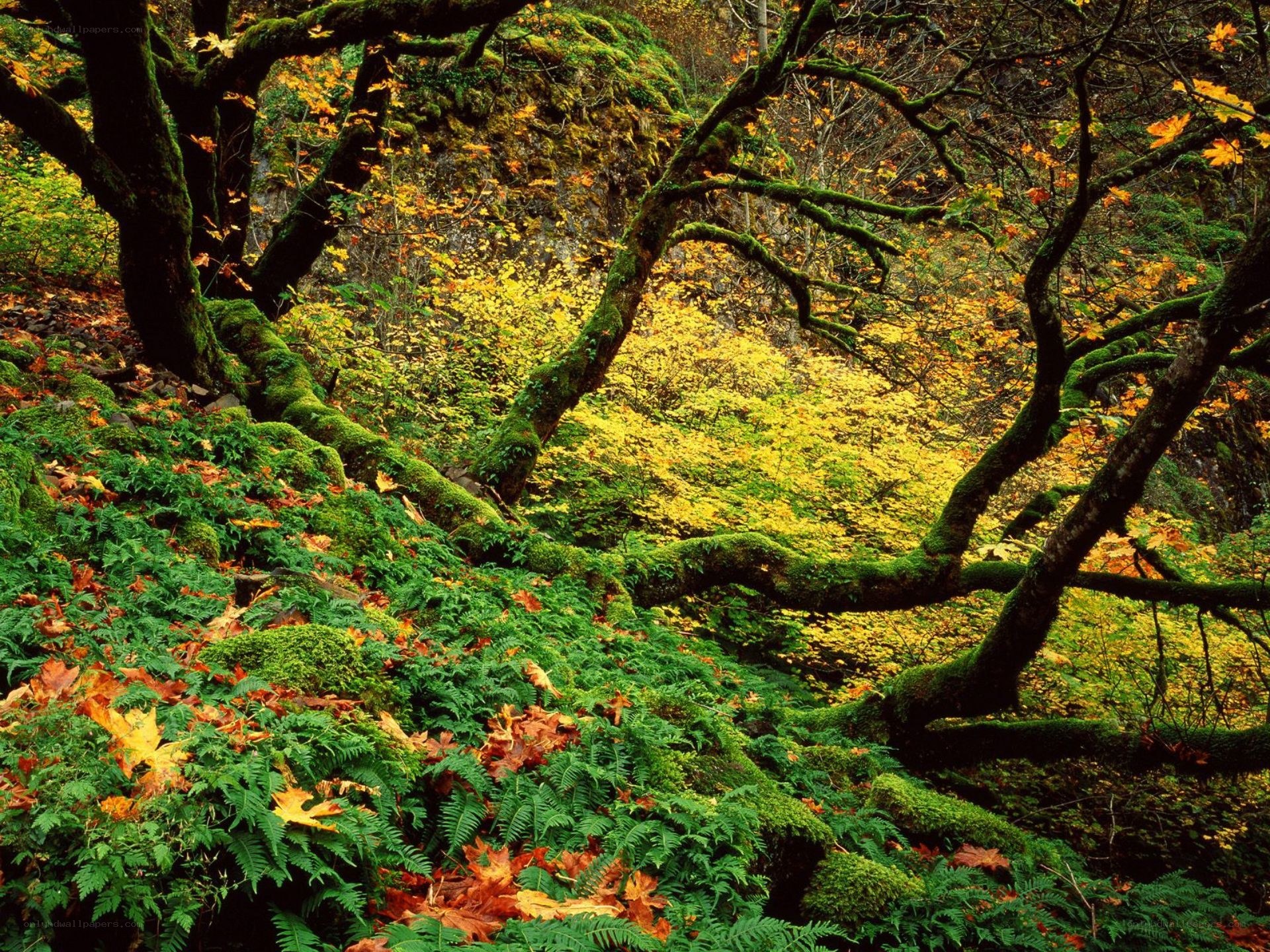 Autumn forest with mossy trees