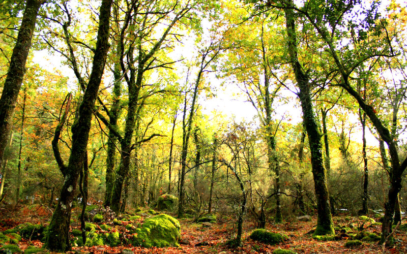Autumn Forest with Mossy Trees — Green