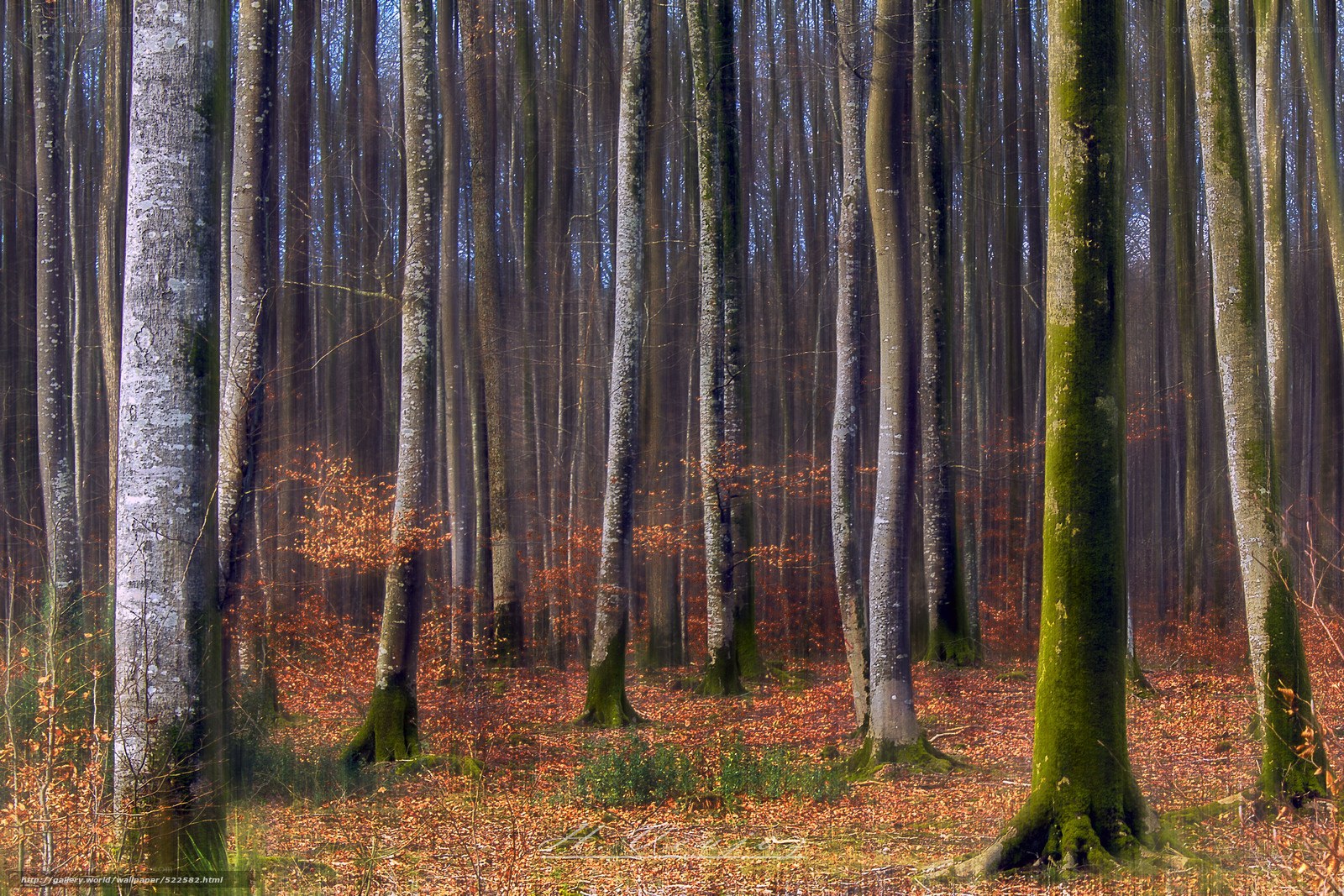 Autumn forest with mossy trees