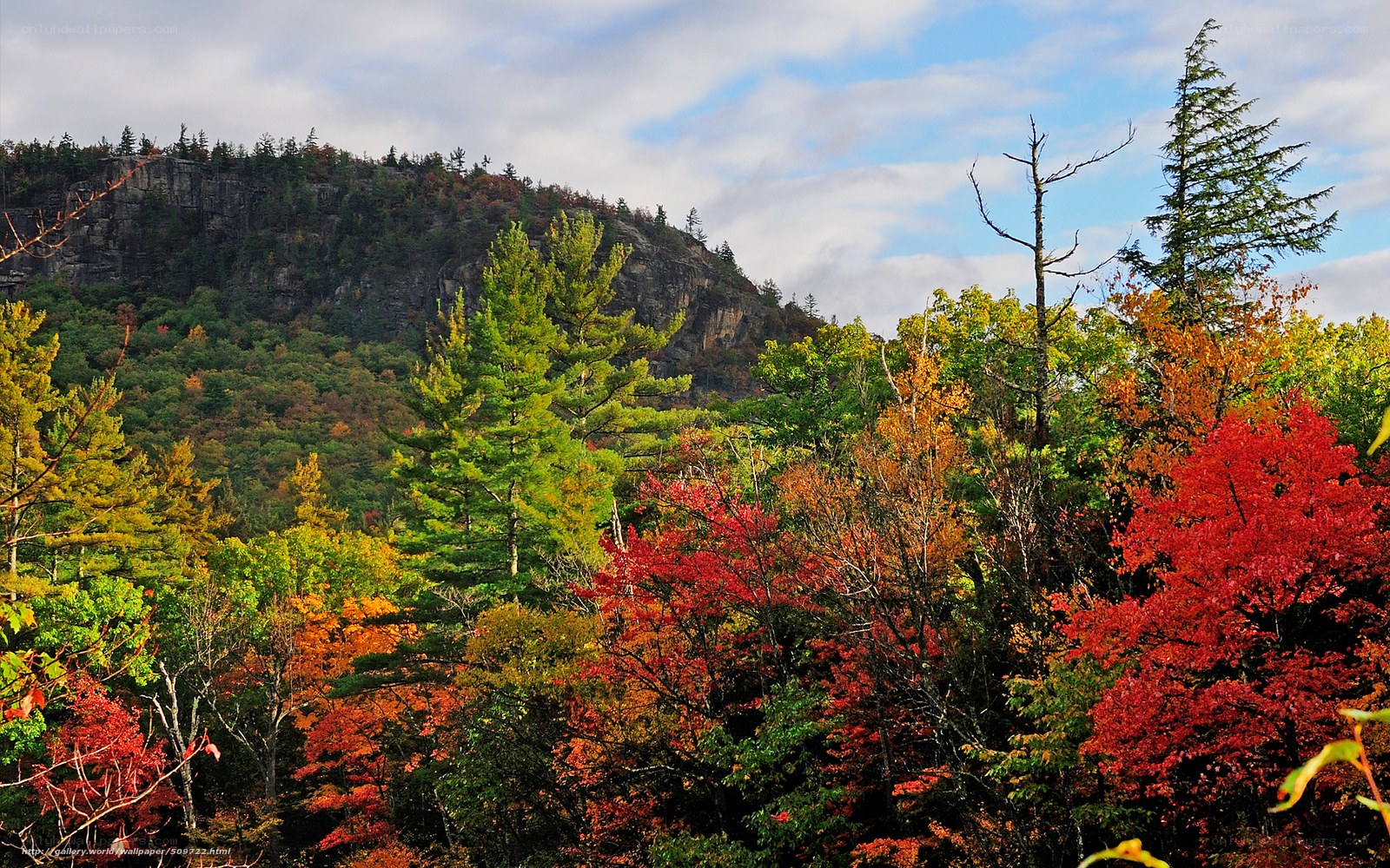 Autumn forest with mountain backdrop