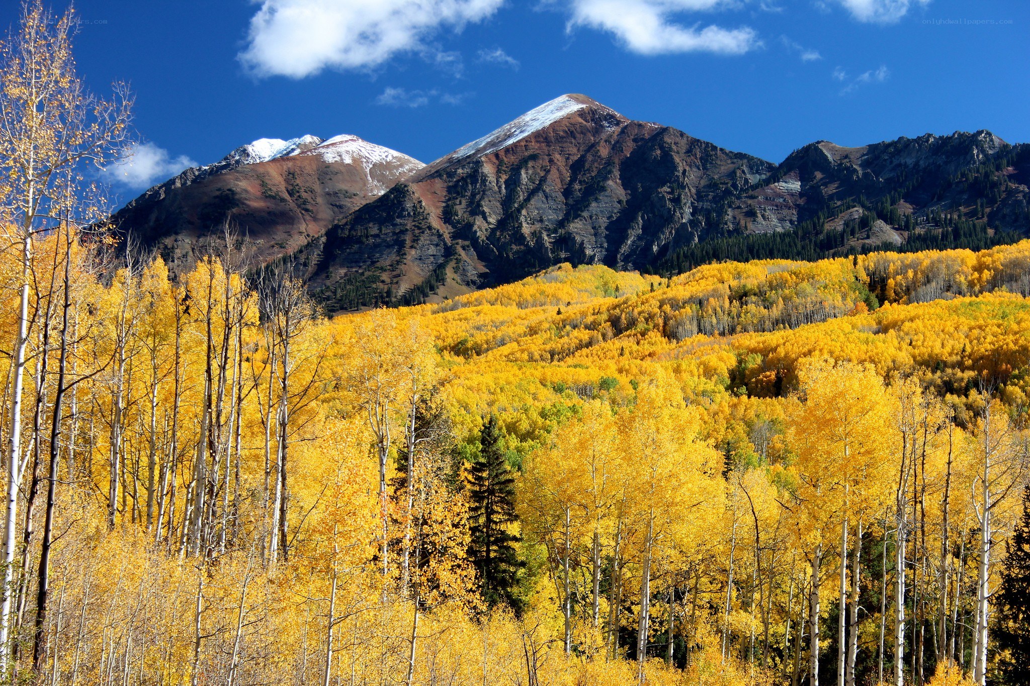 Autumn forest with mountain backdrop