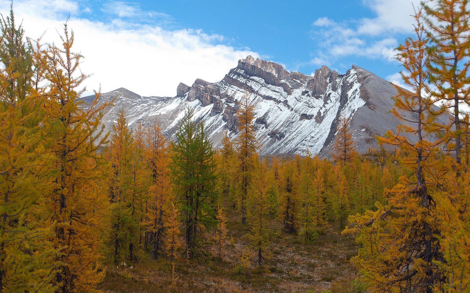 Autumn forest with mountain backdrop
