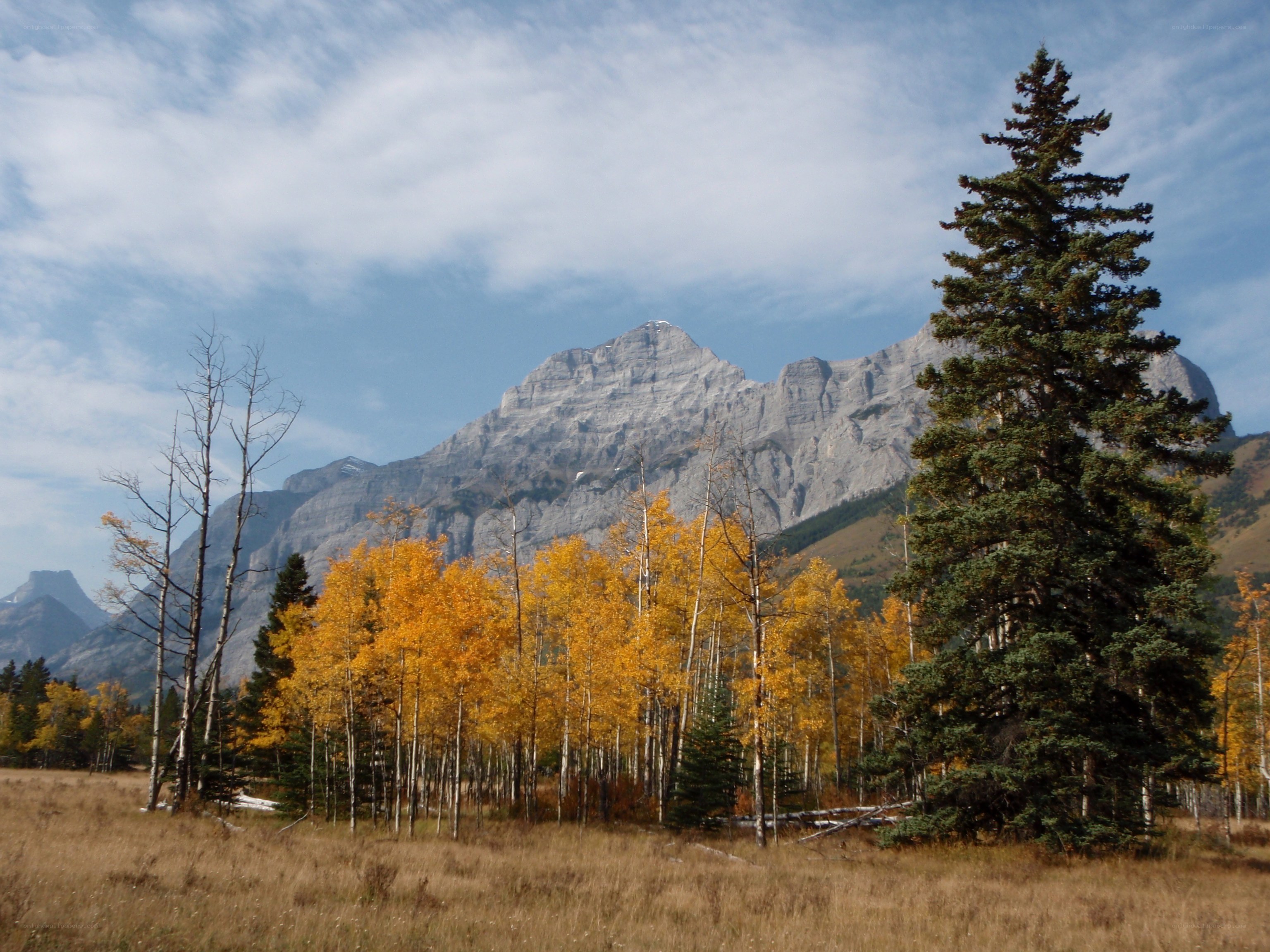 Autumn forest with mountain backdrop
