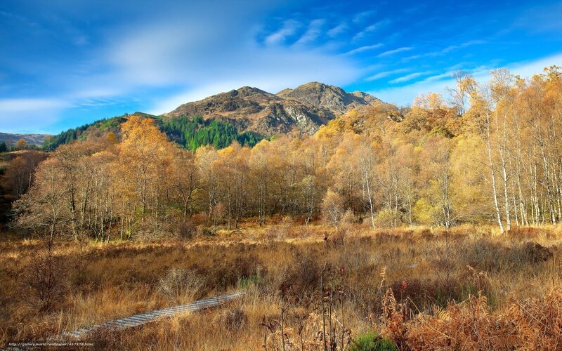 Autumn Forest with Mountain — Blue
