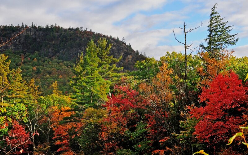 Autumn Forest with Mountain — Red