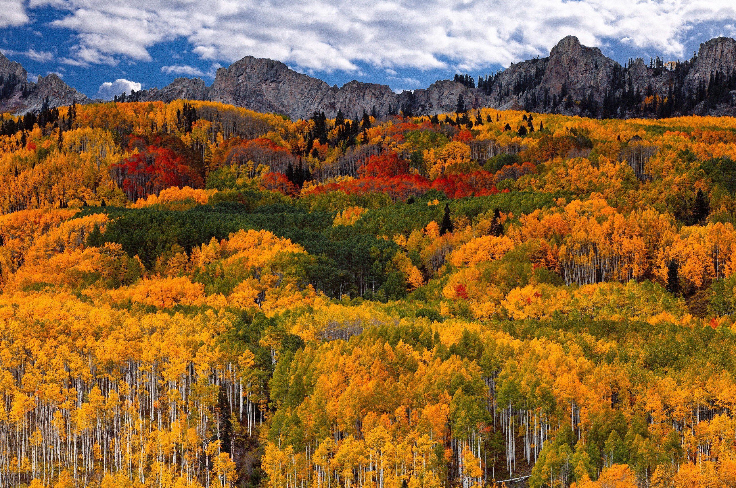 Autumn forest with mountains