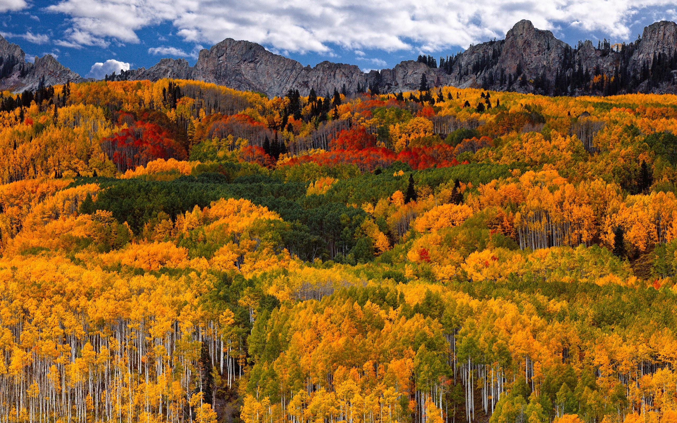 Autumn forest with mountains