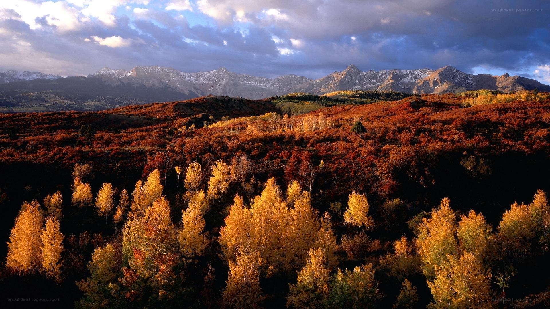 Autumn forest with mountains
