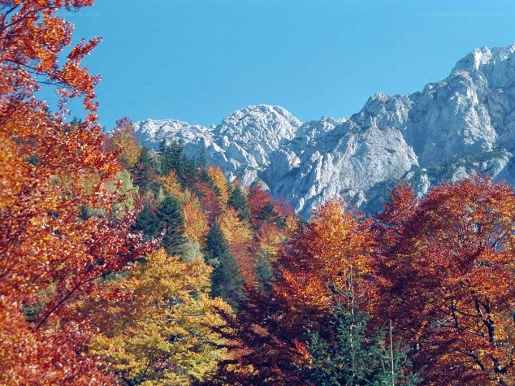 Autumn forest with mountains