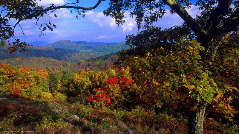 Autumn forest with mountains