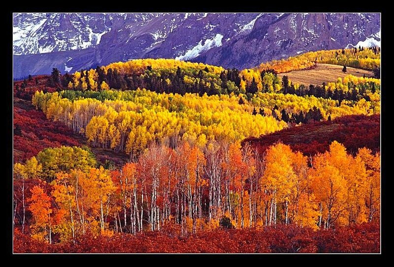 Autumn forest with mountains