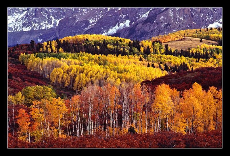 Autumn forest with mountains