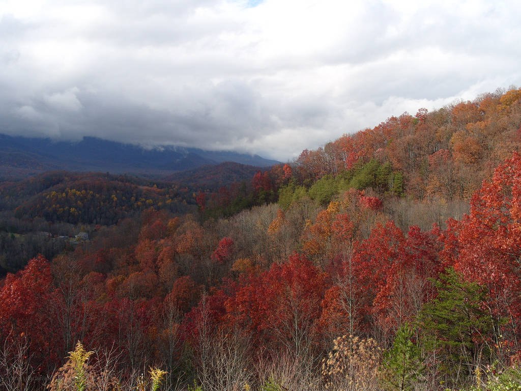 autumn forest with mountains