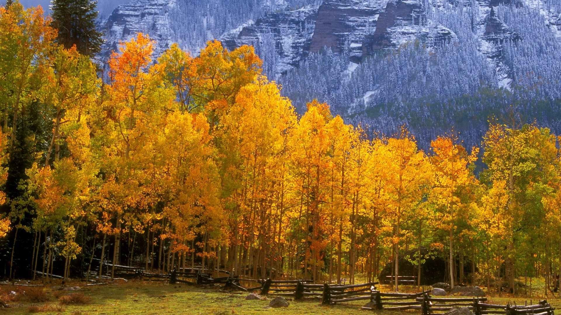 Autumn forest with mountains