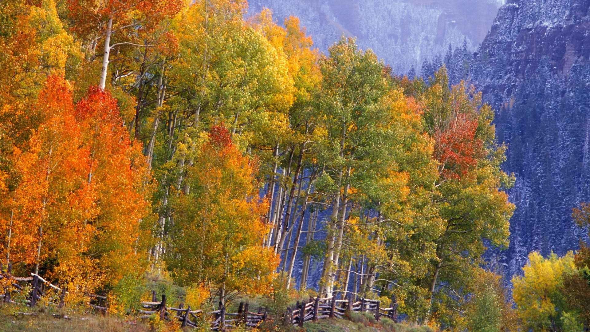 Autumn forest with mountains