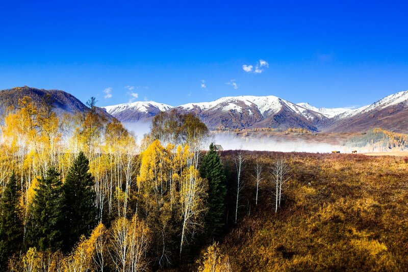 Autumn Forest with Mountains — Blue