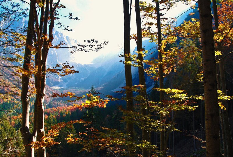 Autumn Forest with Mountains — Green, Serene, Photograph, Trees