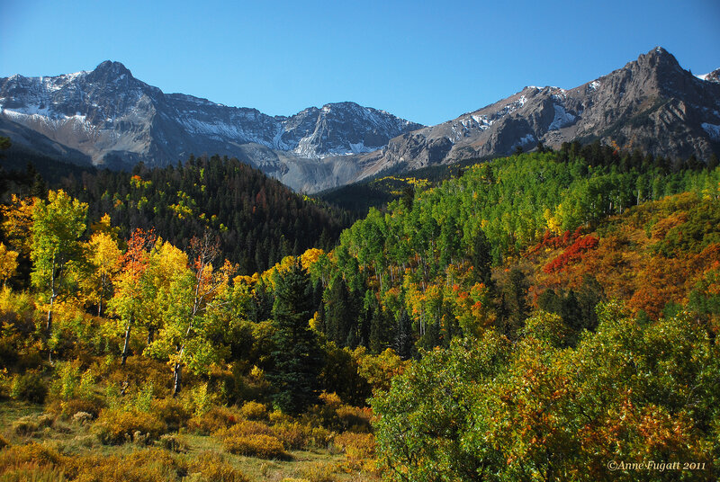 Autumn Forest with Mountains — Green