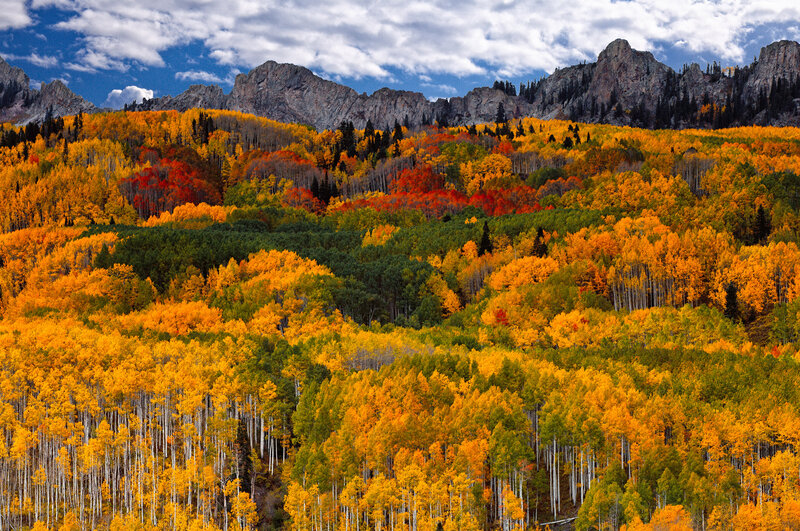 Autumn Forest with Mountains — Orange, Dramatic, Photograph, Trees