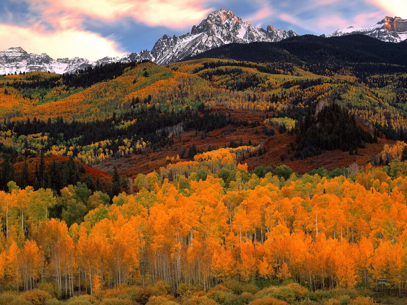 Autumn Forest with Mountains — Orange, Serene, Photograph, Trees