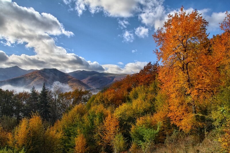 Autumn Forest with Mountains — Orange, Serene