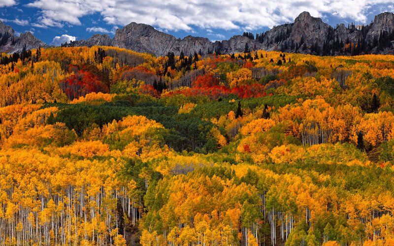 Autumn Forest with Mountains — Serene