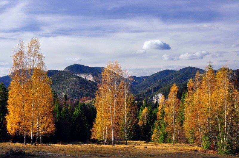 Autumn Forest with Mountains — Yellow, Serene, Photograph, Trees, Sky, Clouds