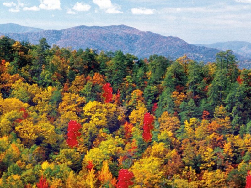 Autumn Forest with Mountains — Yellow, Serene, Photograph, Trees