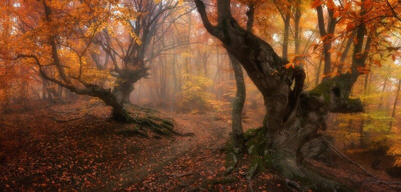 Autumn Forest with Old Trees