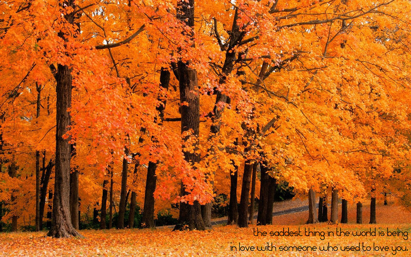 autumn forest with orange leaves